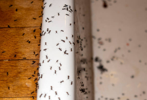 Best Best Pest Control Companies  in Little River Academy, TX